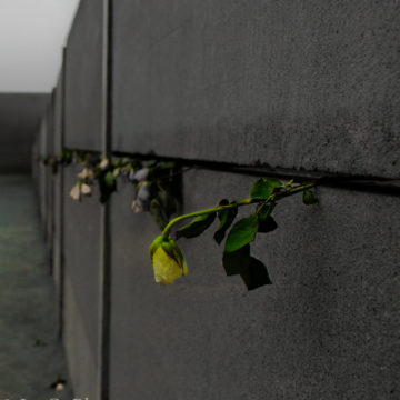 JoeGoPhoto- A rose in the cracks of the Berlin Wall