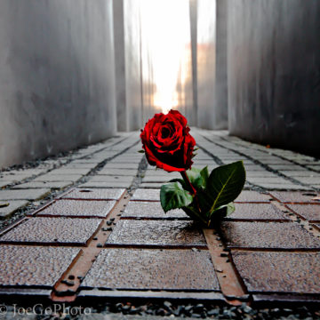 JoeGo Photo A rose between the monument at the Holocaust memorial in Berlin
