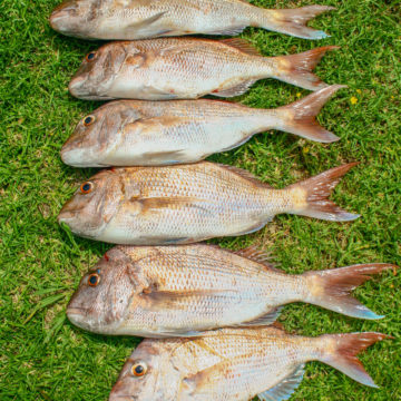 A fresh catch of Snapper in Northland, NZ