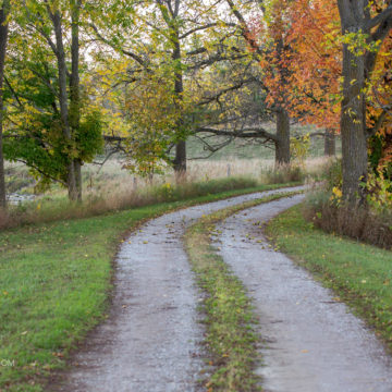 Autumn laneway littered with Walnuts in Alvinston, Ontario, Canada