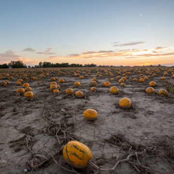 Pumpkin patch outside of Alvinston, Ontario Canada