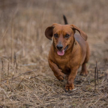 Wally the Wiener dog on another adventure