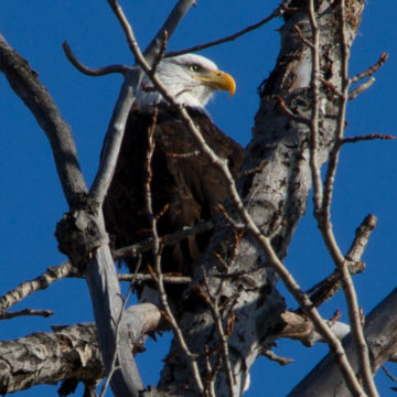 Bald Eagle Sits above the Riverbank in Fort St. John British Columbia