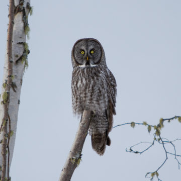 A Great Grey Owl searching for souls in the birch tree