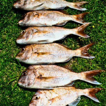 A fresh catch of Snapper from the early morning hours in Doubtless Bay, NZ