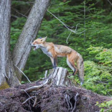 Mother Fox wailing for her young in Cape Chin, Bruce County, on the Georgian Bay